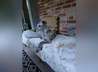 Espania(CR) hübsches Galgo Mädchen sucht seine Familie
