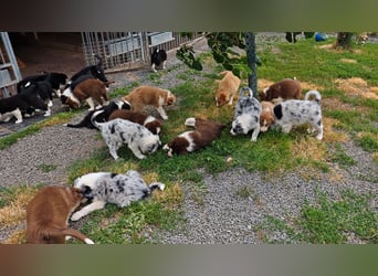 Border Collie-Welpen , black-,choco-,red-white und red-,black-merle