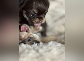 Wir haben aktuell Welpen. 2 Chihuahua Mädels