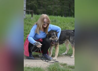 Bally - Ausgeglichener Rüde ruhig und lieb, ca. 5 Jahre