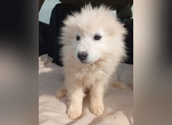 (R) ❤️ kleine Schneeflocke NERO - 3,5 Monate, später 54cm - Samojede