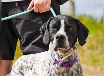 Pintas, Englischer Pointer, lieb und verträglich
