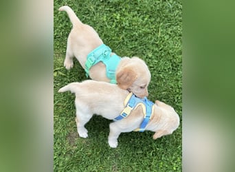 Labrador Welpen reinrassig Rüde Silber NRW Düsseldorf Köln Kleinanzeige