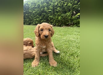 Aussiedoodle / Aussiepoo  F1b