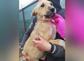 Aron, Welpenjunge sucht Dich