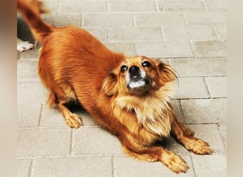 Fibi, Langhaar Chihuahua Mischling, geb. 2022, bezaubernde Hündin su. Zuhause