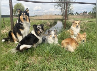 Lang- und Kurzhaar- Collie- Welpen