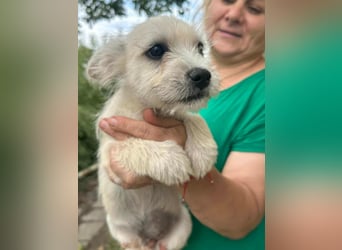 Snoopy, geboren 01.05.2025, 23cm sucht sein Körbchen