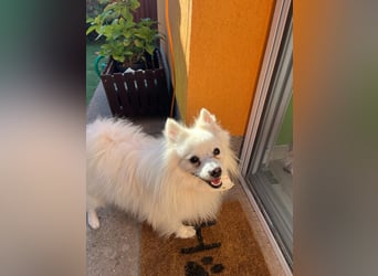 Merlin SR – Fröhlicher Spitz-Rüde sucht neues Zuhause