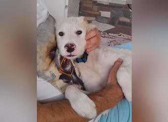 Rufus sucht wundervolles Zuhause für immer!