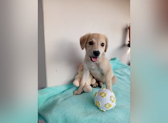 Kleine Junghündin NICKY sucht nach dem großen Glück