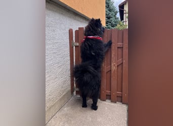 Koda2 – junger Herzenshund mit Kuschelfaktor