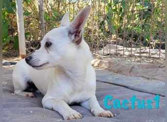 Cactus1 01/2024 (ESP) - verspielter, kleiner Chihuahua-Mix!