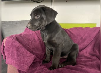 Süße aufgeweckte Mischlingswelpen Labrador-Retriever von Schulhunden