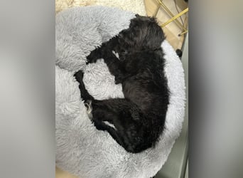 "Pumi“ – junge Schnauzer-Pumi-Mix Hündin sucht ländliches Zuhause