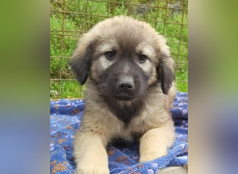 Romeo ❤️ verspielter, verträglicher Bub!