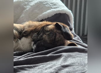Freddy, Pflegestelle 26629 Großefehn