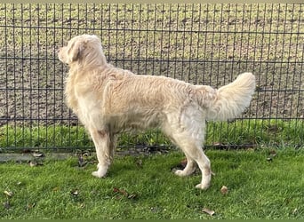 Golden Retriever Deckrüde Anton