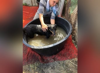 MAILA, sucht Menschen mit Herz (mit Videos!)