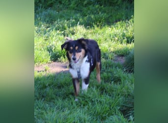 Miniature Australian Shepherd Welpen aus liebevoller Hausaufzucht ohne Abstammungsnachweis.