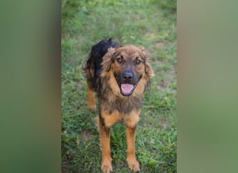 Kayce - der Irish Setter (Mischling) ist verträglich und gehorsam