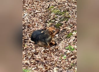 Bobko ist ein entspannter, lieber Hund