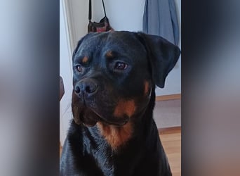 tolle Rottweilerhündin Daisy