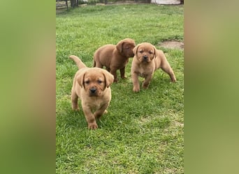 Typvolle Labrador Welpen in Foxred/Dark Foxred aus einer Top Verpaarung