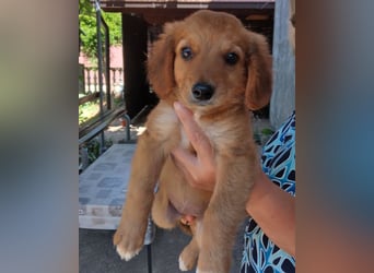 Kleine Mina ❤️ zauberhaftes Welpenmädchen