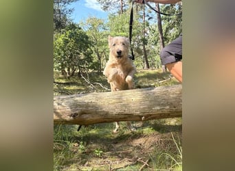 Messi, ein Hund mit viel Potential und einfach nur lieb