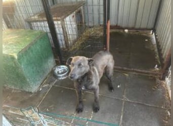 Blue: neu im Tierheim, fröhlich und offen