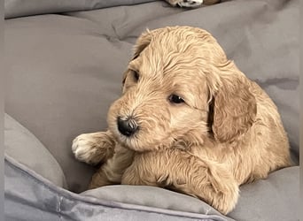 Goldendoodle F1b Welpen F1bb -apricot hell dunkel