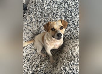 Kleine Terry sucht liebevolles Zuhause