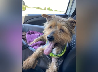 Coco, sucht seine Menschen