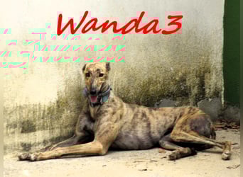 Wanda3 geb. 11/2023 (ESP) - menschenbezogene, hübsche Galga!