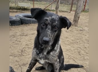 Zecco- ein Wundervoller Hundejunge sucht ein Zuhause