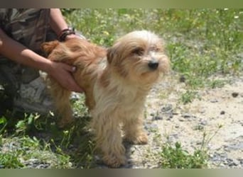 Baby, eine von zwölf zurückgelassenen Hunden sucht ein neues Zuhause