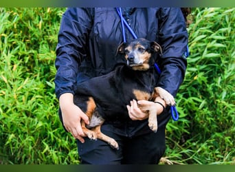 Fiona, Mix Pinscher / Chihuahua, lieb und verträglich