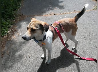 ♥JUPPI♥ auf Pflegestelle in Köln -wunderschöner, aufgeschlossener, unkomplizierter aktiver Rüde 44cm