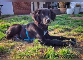Bluey - eher ein Frauenhund
