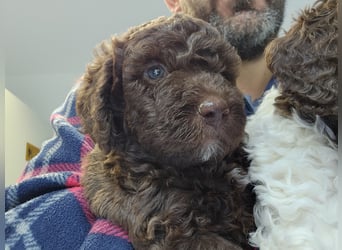 Lagotto Romagnolo welpen