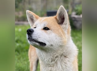 Akita Inu Welpen