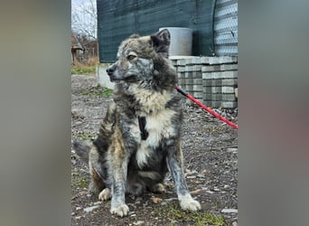 Lupo, ruhiger und ausgeglichener Rüce