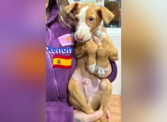 Xenon, geb.08/23, - fröhlicher,sozialer Podenco sucht seine Menschen