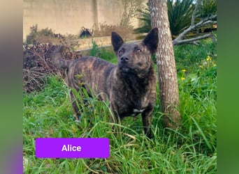 liebe Alice sucht sein kuscheliges Zuhause