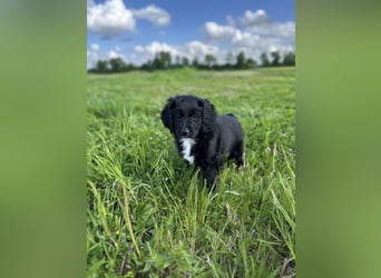 Labradoodle
