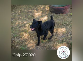 Chip 231920: Sucht ein Zuhause