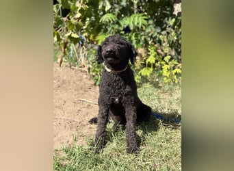 Benedek - so ein  toller Hund