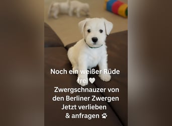 Zwergschnauzer Rüde weiß