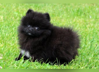 Unser sehr kleines Pomeranian Zwergspitz Mädel "Yulie" sucht Kuschelpartner